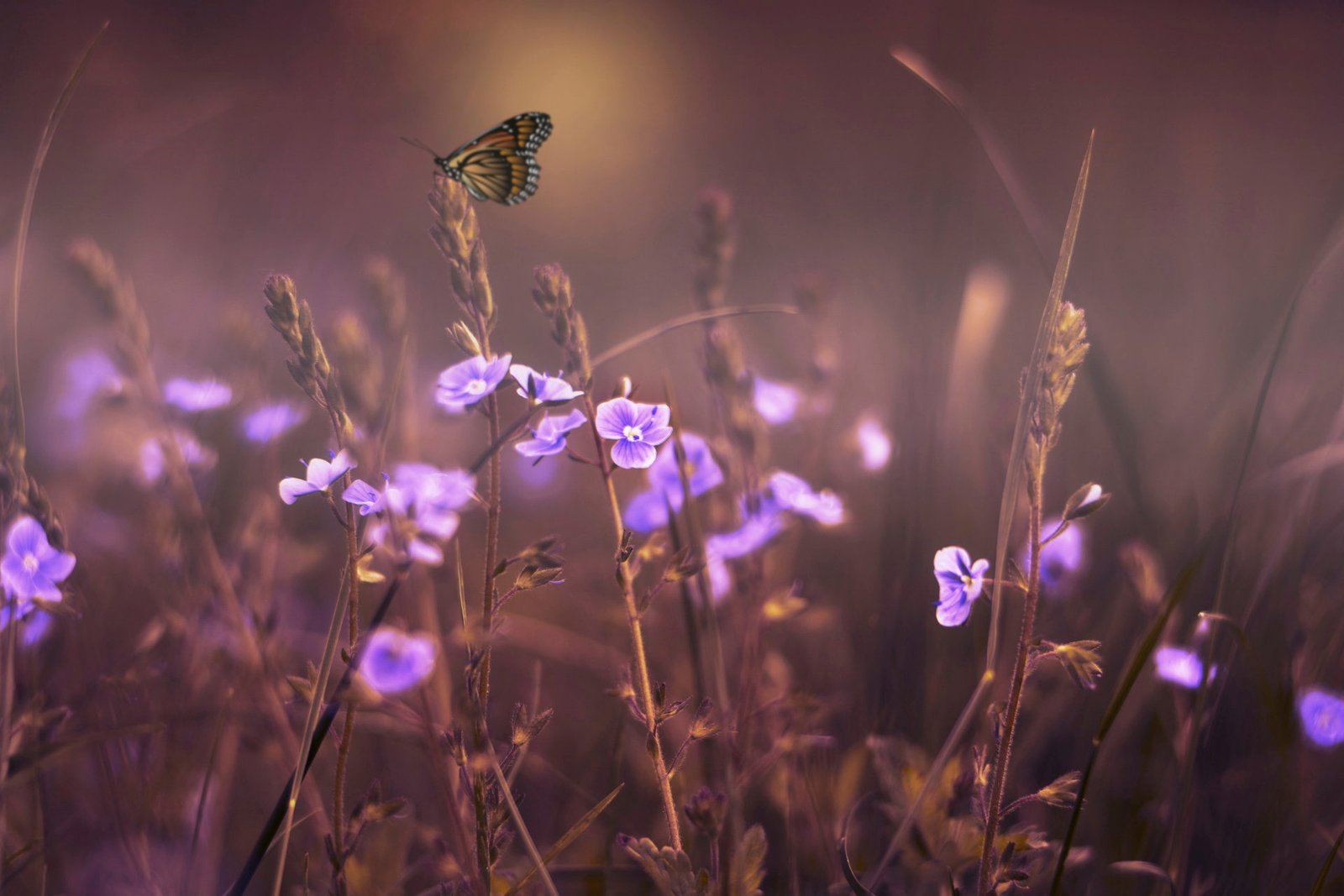 Nature Purple Flowers